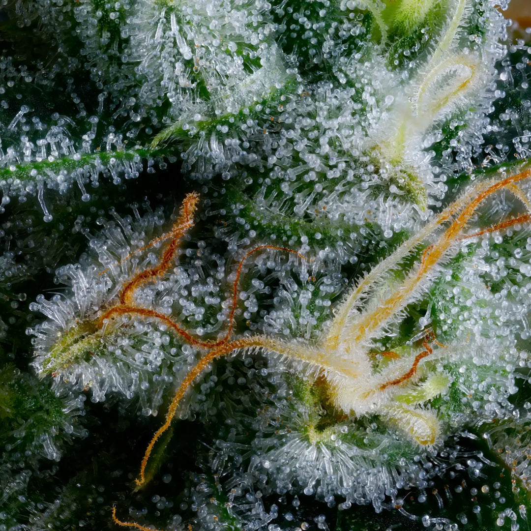 Rainbow Driver - 3.5g